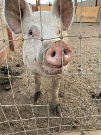 Close-up of pig behind a wire fence