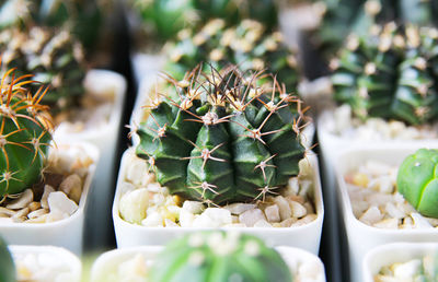 Close-up of succulent plant