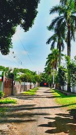 Footpath amidst trees against clear sky