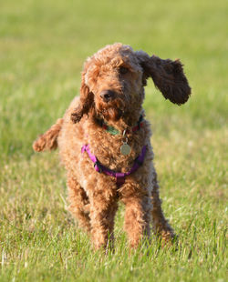 Dog playing on grass