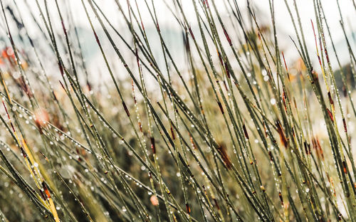 Close-up of crop growing on field