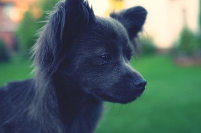 Close-up of dog looking away