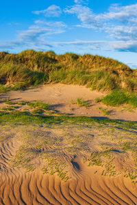 Sparse grass on a sandy dune