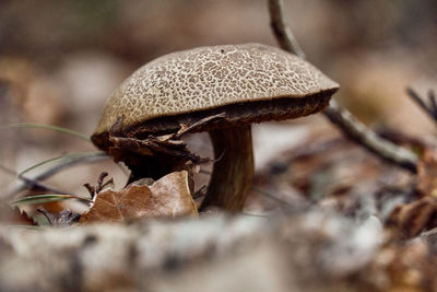 Close-up of mushroom growing on field