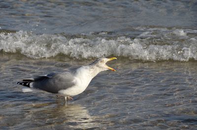 Side view of seagull on beach