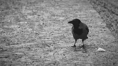 Close-up of bird in water