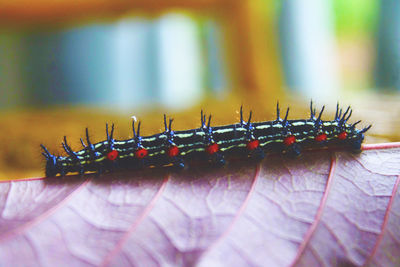 Close-up of grasshopper on hand
