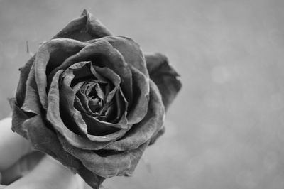 Close-up of rose