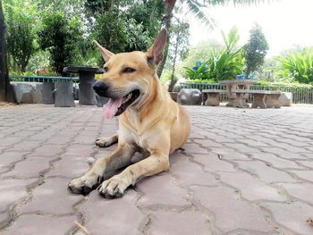 Dog sitting on footpath