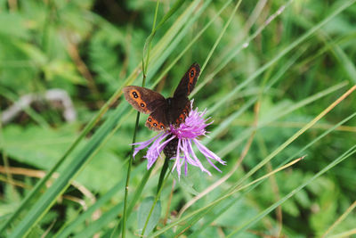 Butterfly pollinating on purple flower