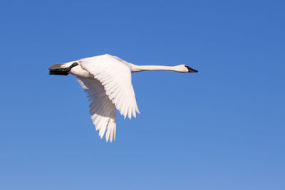 Low angle view of bird flying in sky