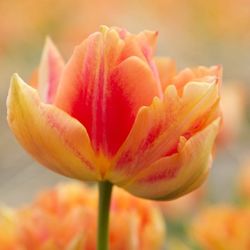 Close-up of pink flower