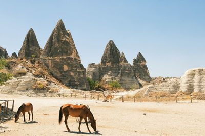 Horses on rock formations in desert