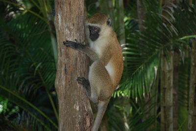 Close-up of squirrel on tree