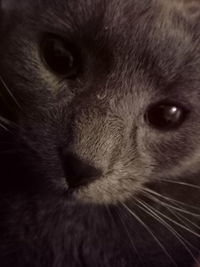 Close-up portrait of cat