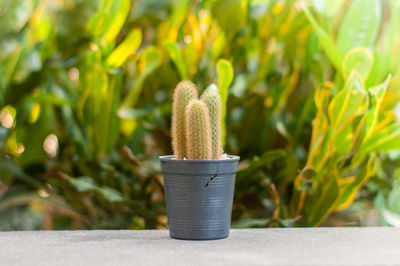 Close-up of cactus plant