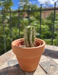 plant