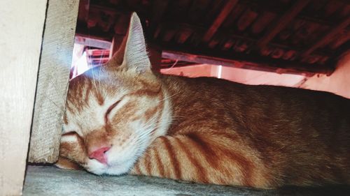 Close-up of a cat sleeping