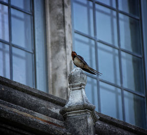 Close-up of bird perching on building against sky