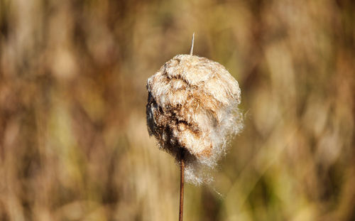 Close-up of wilted plant on field