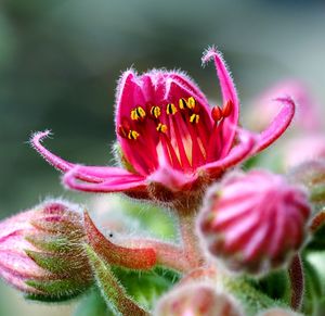 Close-up of pink flowering plant