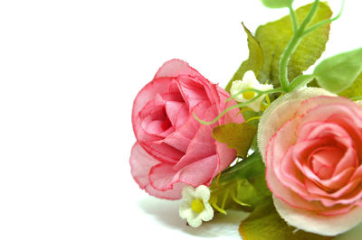 Close-up of pink roses against white background