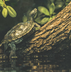 Close-up of turtle in the lake