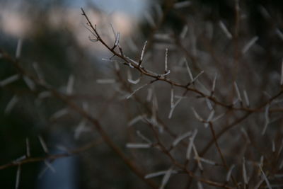 Close-up of bare tree branches during winter