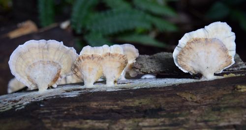 Close up of a white bird