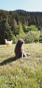 Sheep in a field