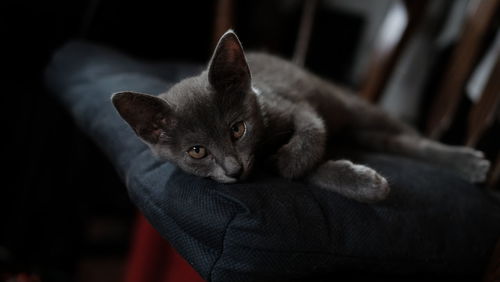 Portrait of chartreux cat resting on cushion at chair