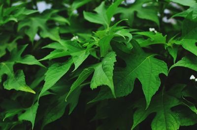 Full frame shot of green leaves