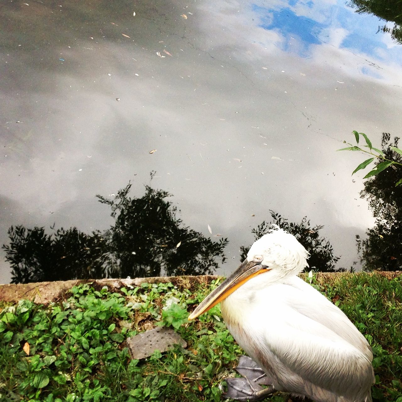 water, bird, tree, animal themes, animals in the wild, lake, wildlife, nature, sky, swan, outdoors, pond, day, no people, grass, reflection, beauty in nature, field, growth, close-up
