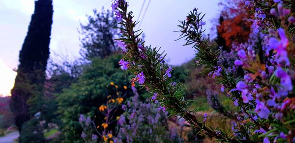 Close-up of purple flowers on tree