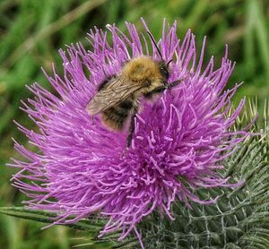 Close-up of honey bee on pink flower