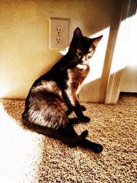 Cat looking away