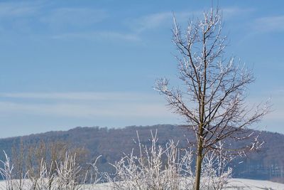 Bare tree on snow covered land against sky