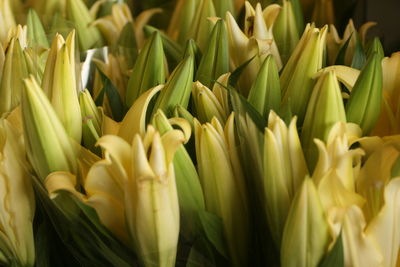 Full frame shot of yellow tulips