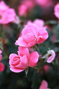 Close-up of pink rose blooming outdoors