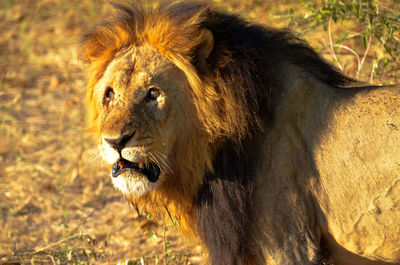 Close-up portrait of lion