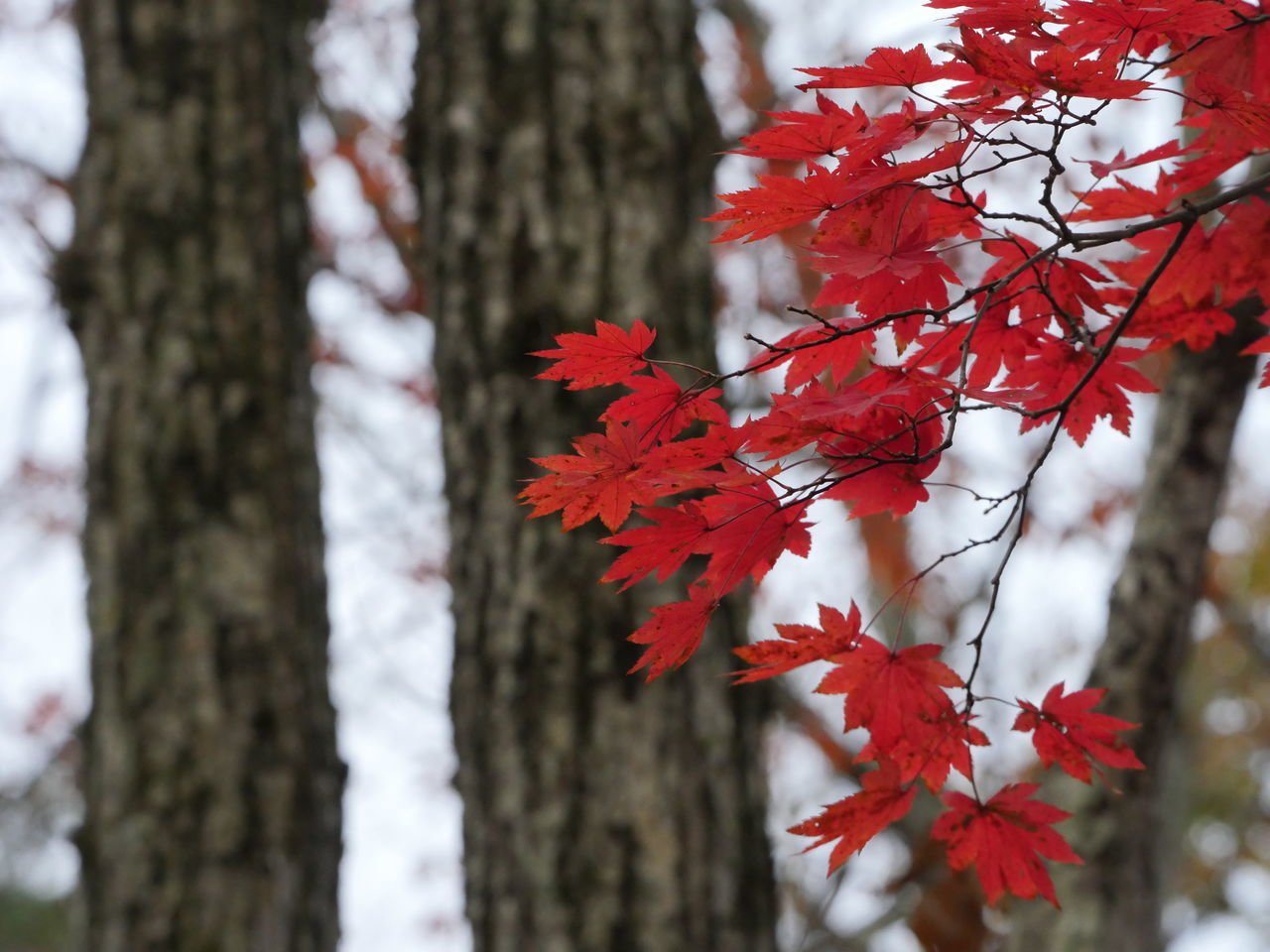 CLOSE-UP OF MAPLE TREE