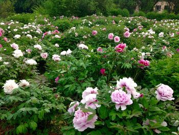 Close-up of pink flowers blooming in field