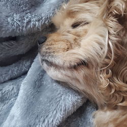 Lucie resting after a rough day playing outside.