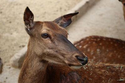 Close-up of deer