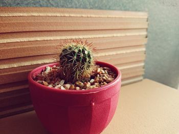 Close-up of potted plant on table