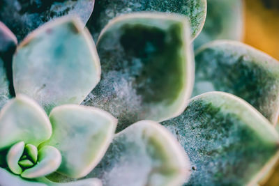 Close-up of green leaf