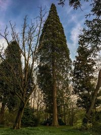 Trees in forest against sky