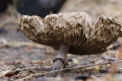 Close-up of mushrooms growing on field
