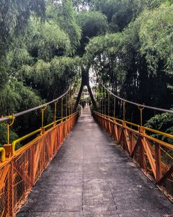 Footbridge amidst trees in forest