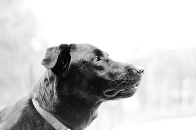 Close-up of black labrador retriever